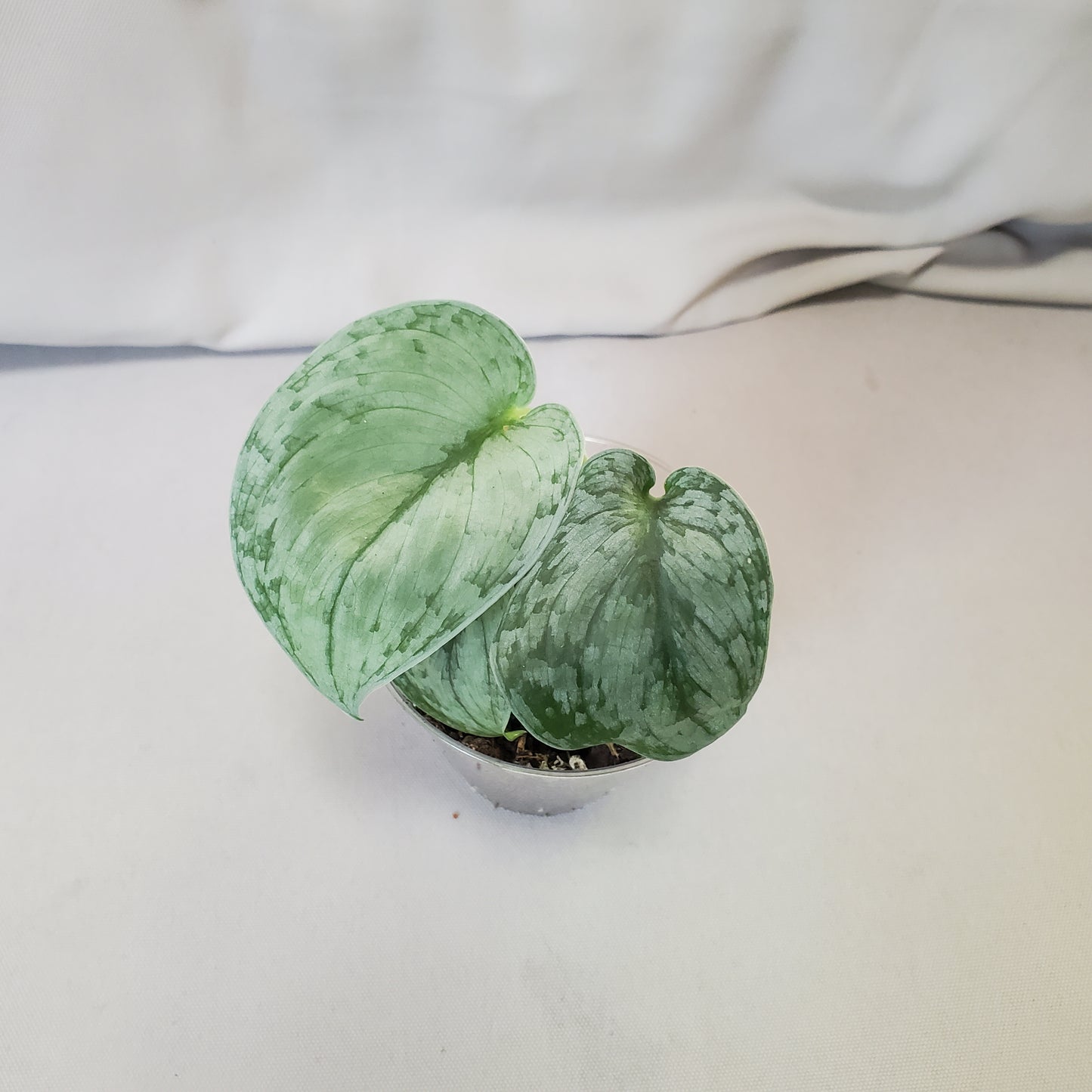 Scindapsus Silver Cloud