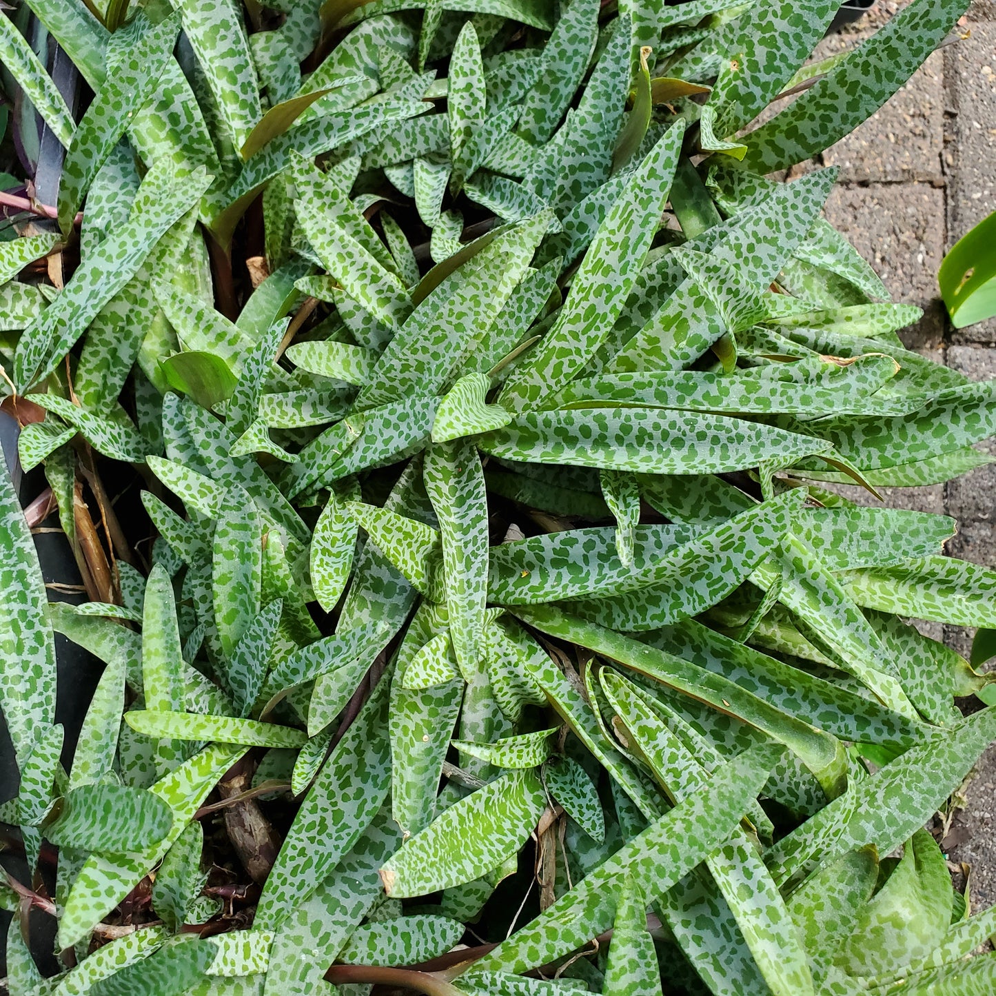 Silver Squill (Ledebouria socialis) aka Leopard Lily