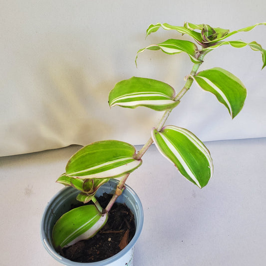 Callisia Congesta Variegata aka Dragon Tail