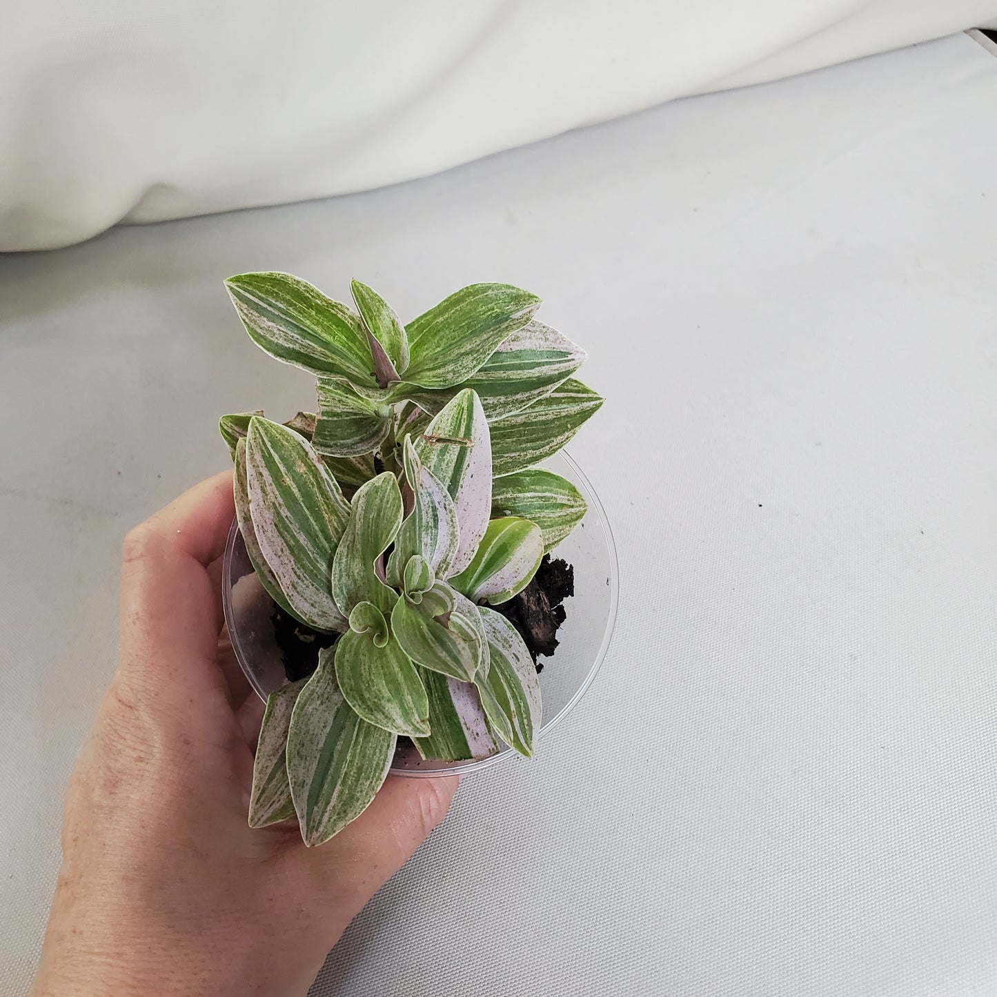 Tradescantia 'Sweet Tabby'