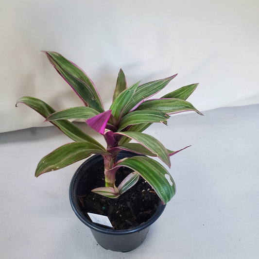 Tradescantia Spathacea Tricolor