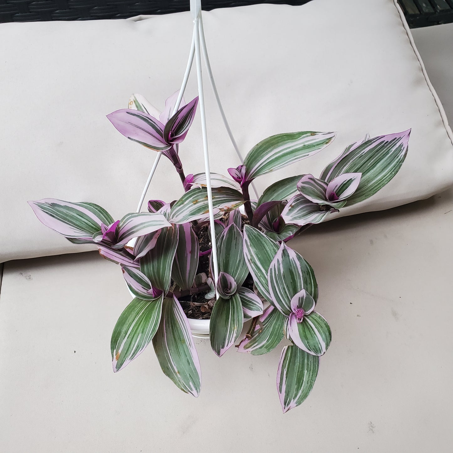 Tradescantia Lilac aka Nanouk