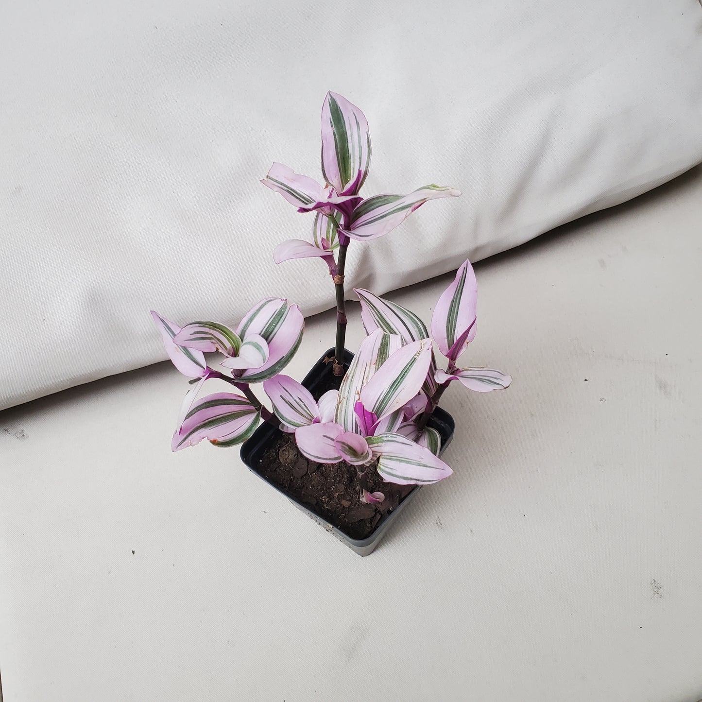 Tradescantia Lilac aka Nanouk