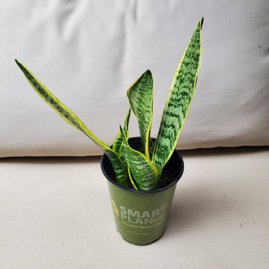 Sansevieria Trifasciata Laurentii