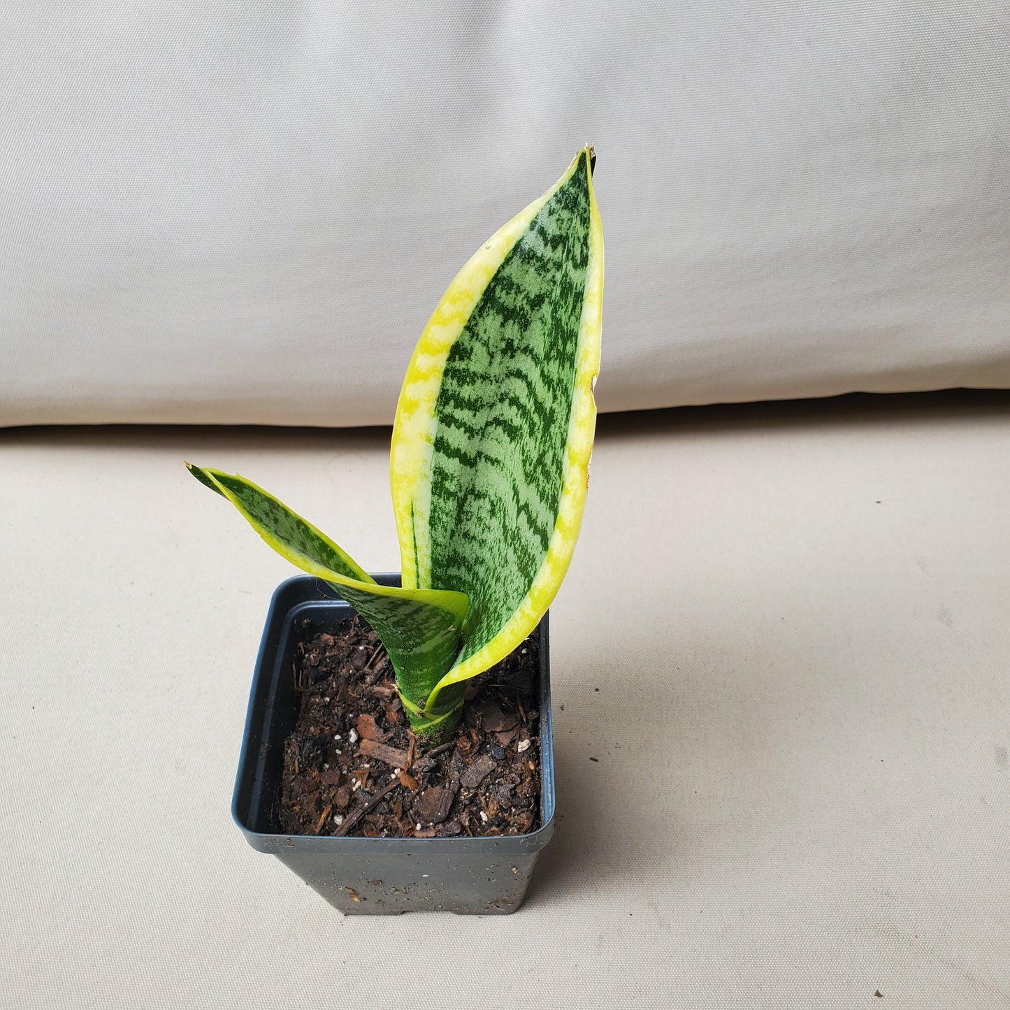 Sansevieria Trifasciata Laurentii