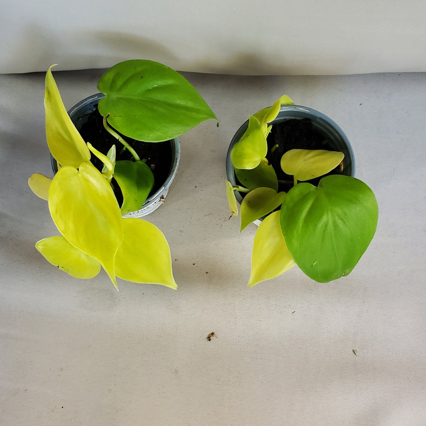 Philodendron Hederaceum Lemon Lime