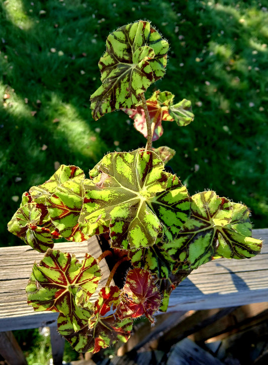 Begonia Zumba