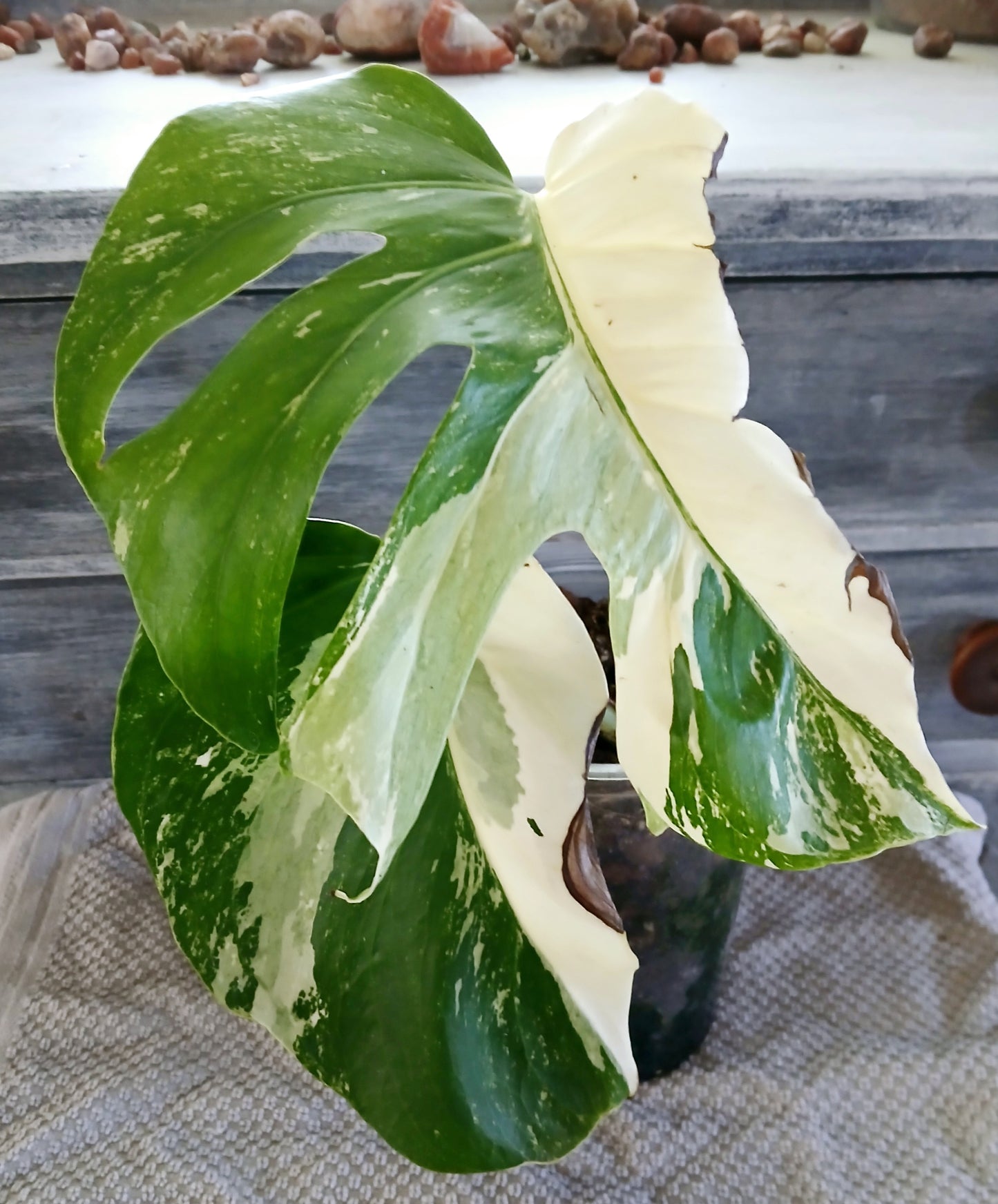 Monstera Albo - Sectoral Variegation