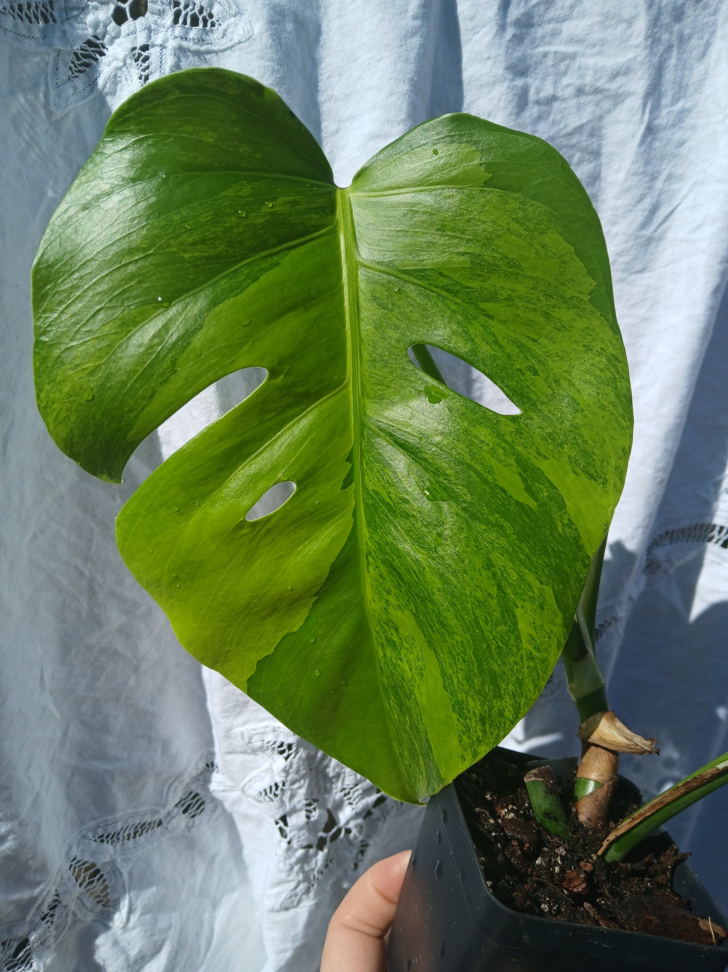 Monstera Auera