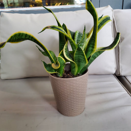 Rare Sansevieria trifasciata 'Twisted Sister'