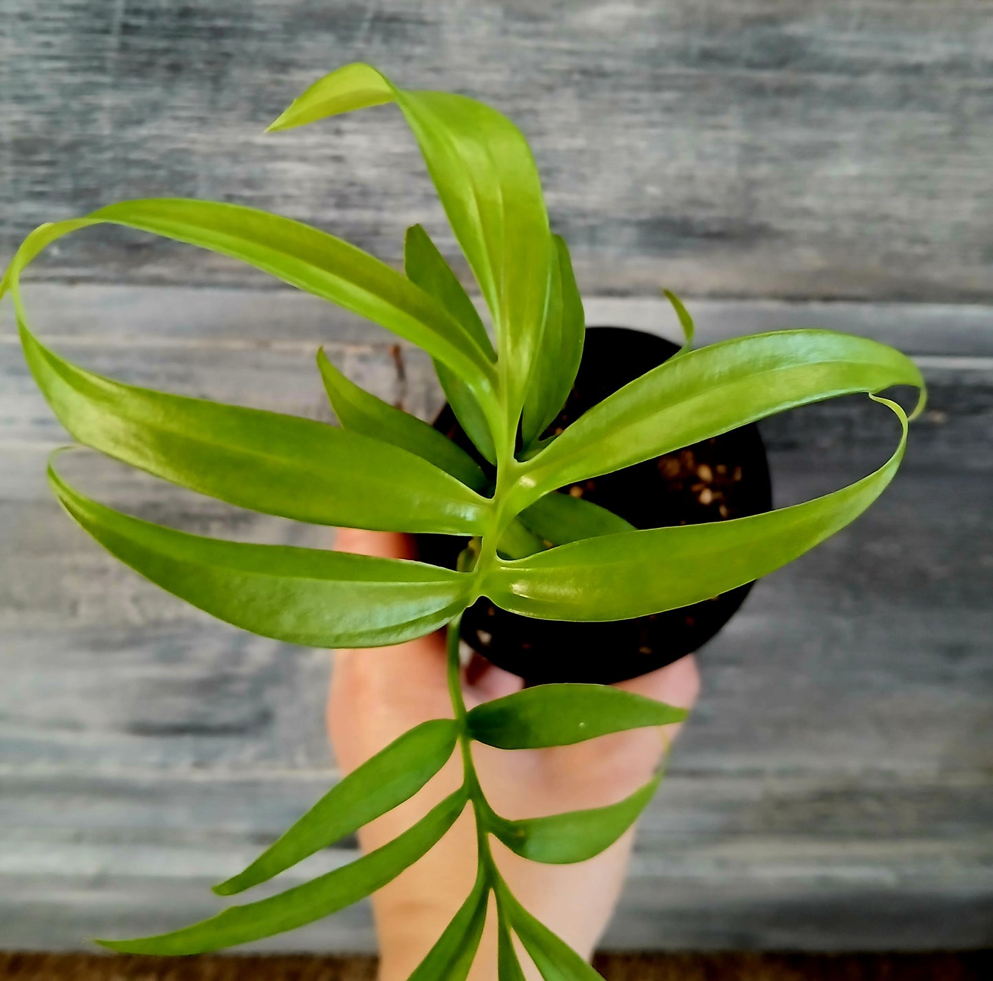 Monstera Subpinnata