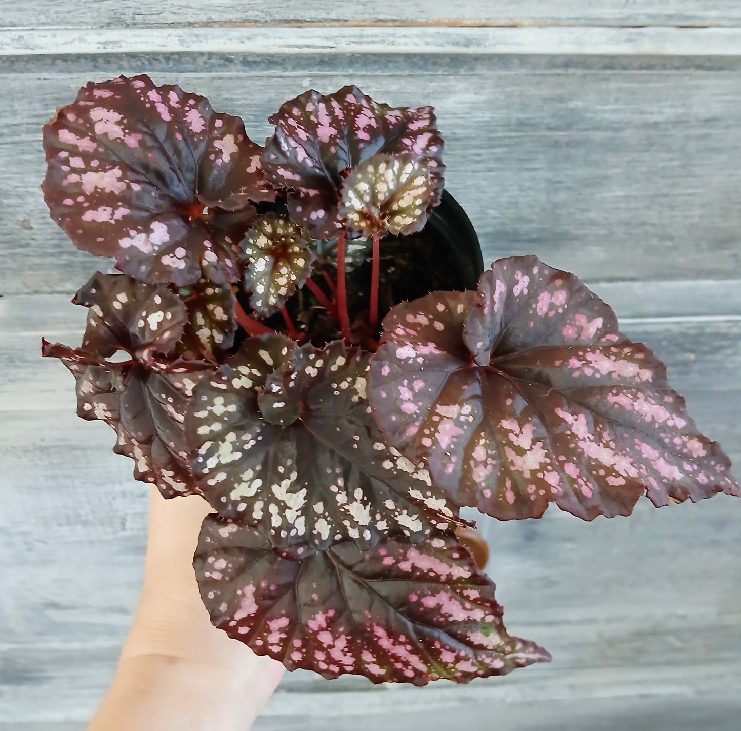 Rex Begonia