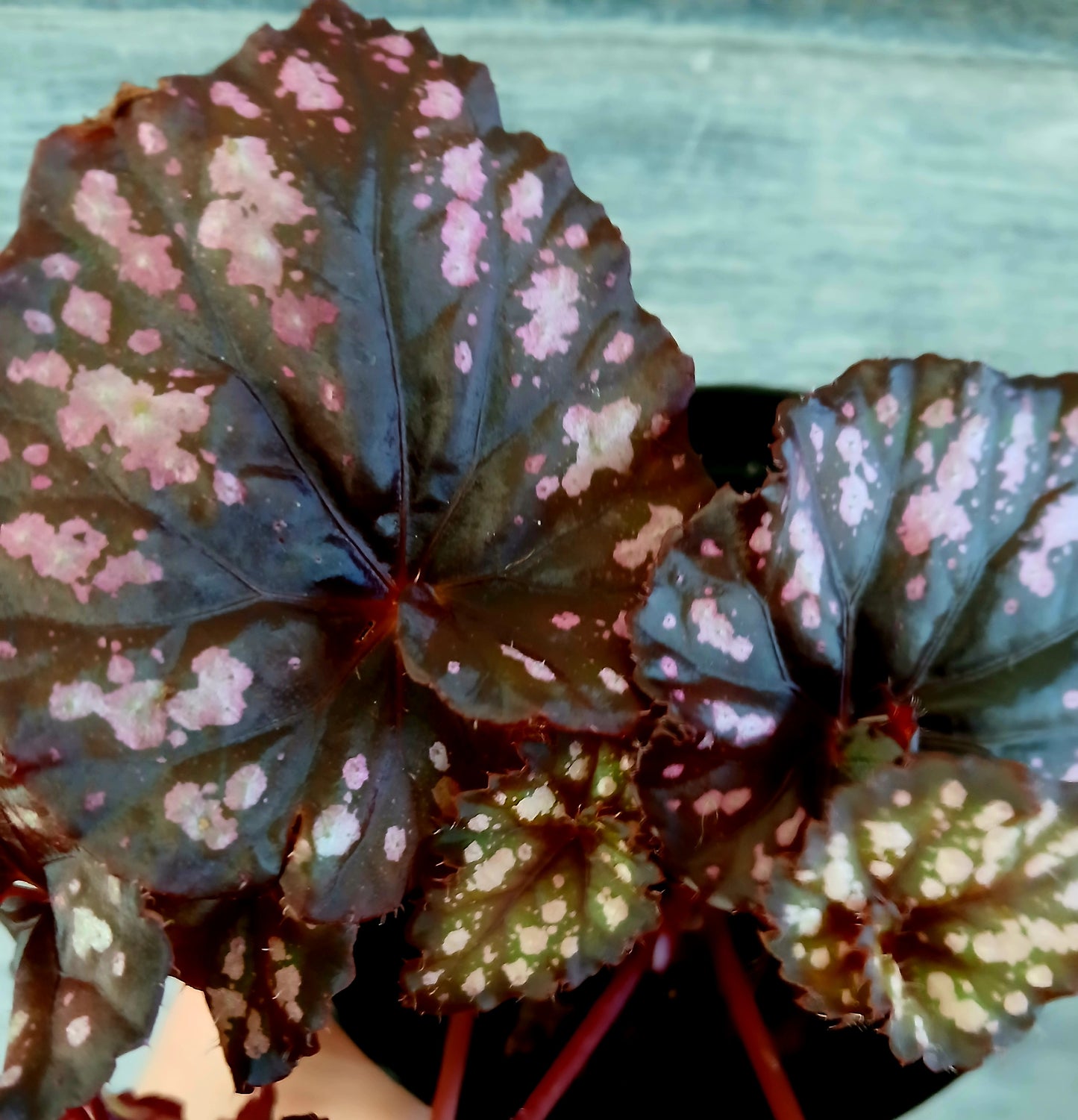 Rex Begonia