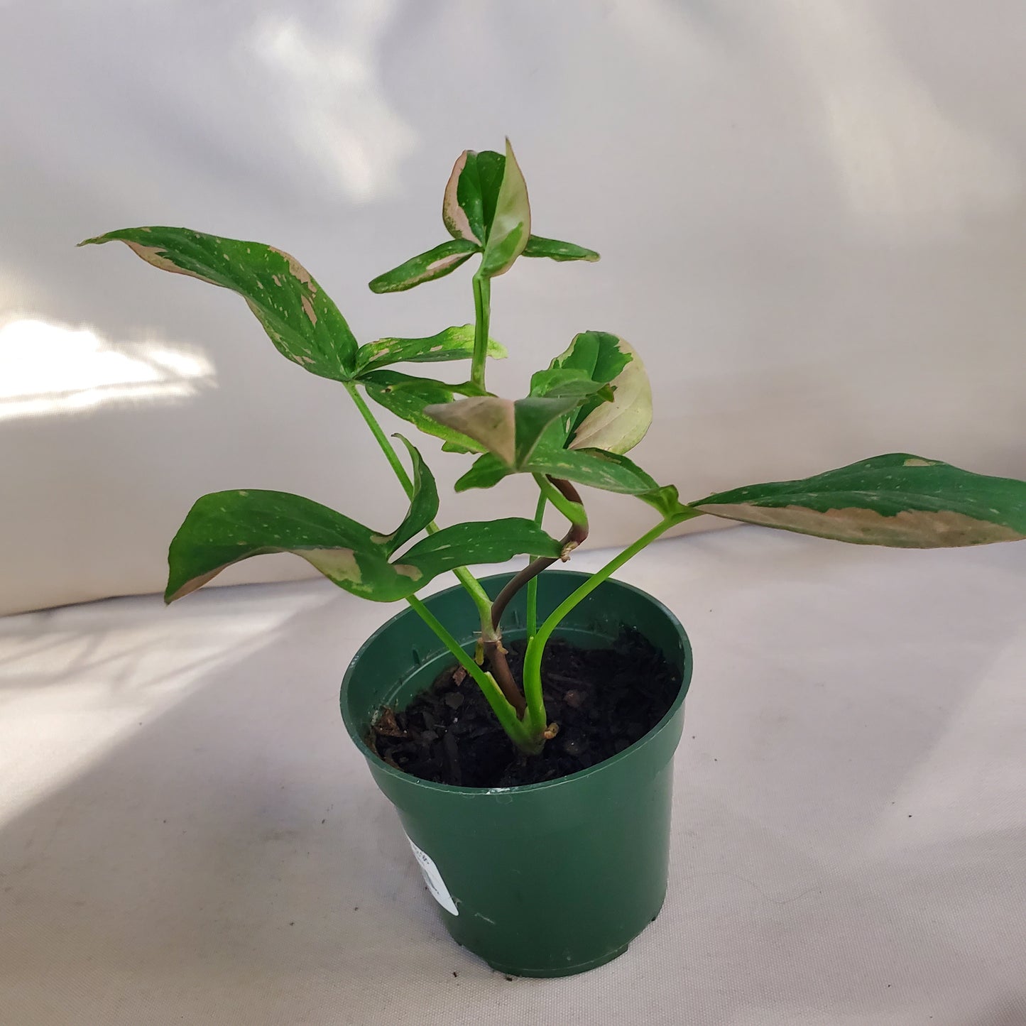 Syngonium Red Spot Tricolor