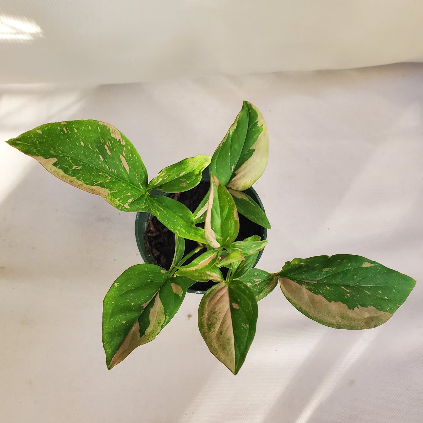 Syngonium Red Spot Tricolor