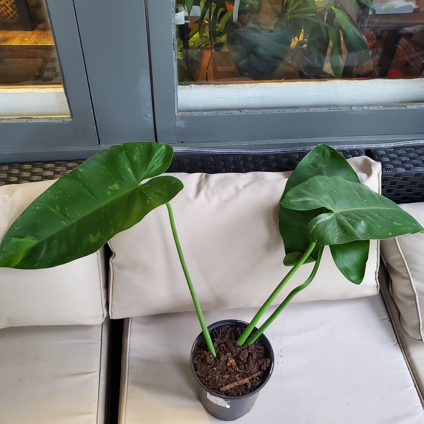 Philodendron Jose Buono