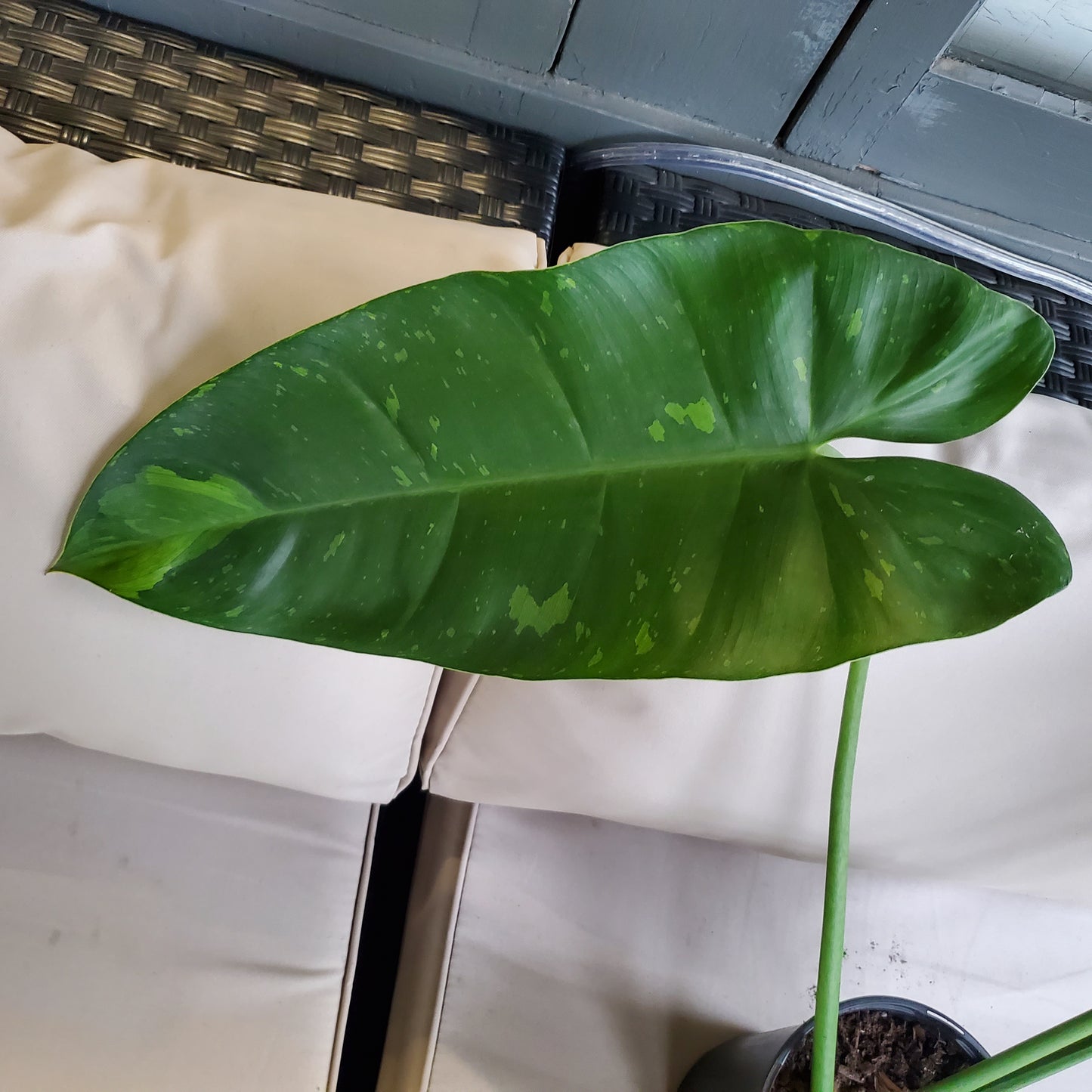 Philodendron Jose Buono