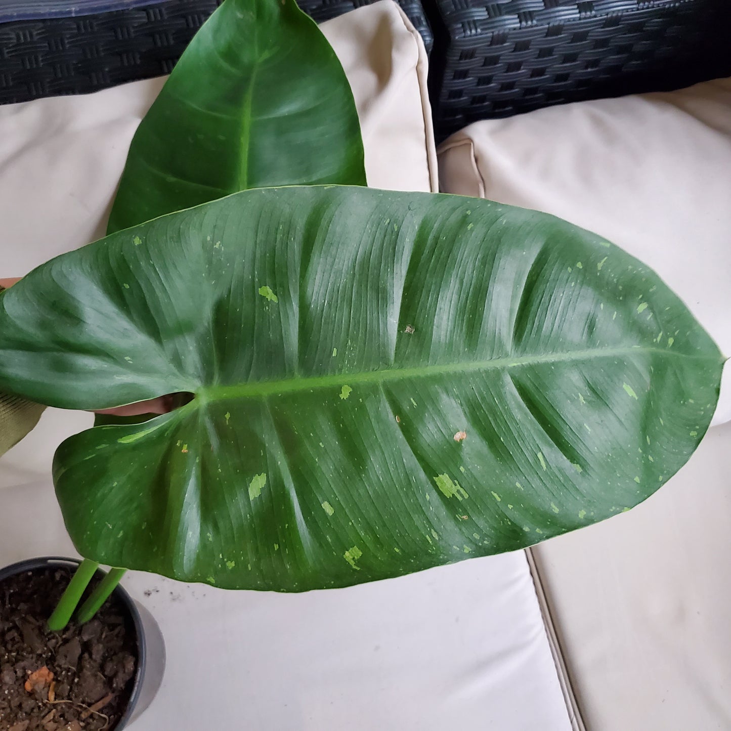 Philodendron Jose Buono