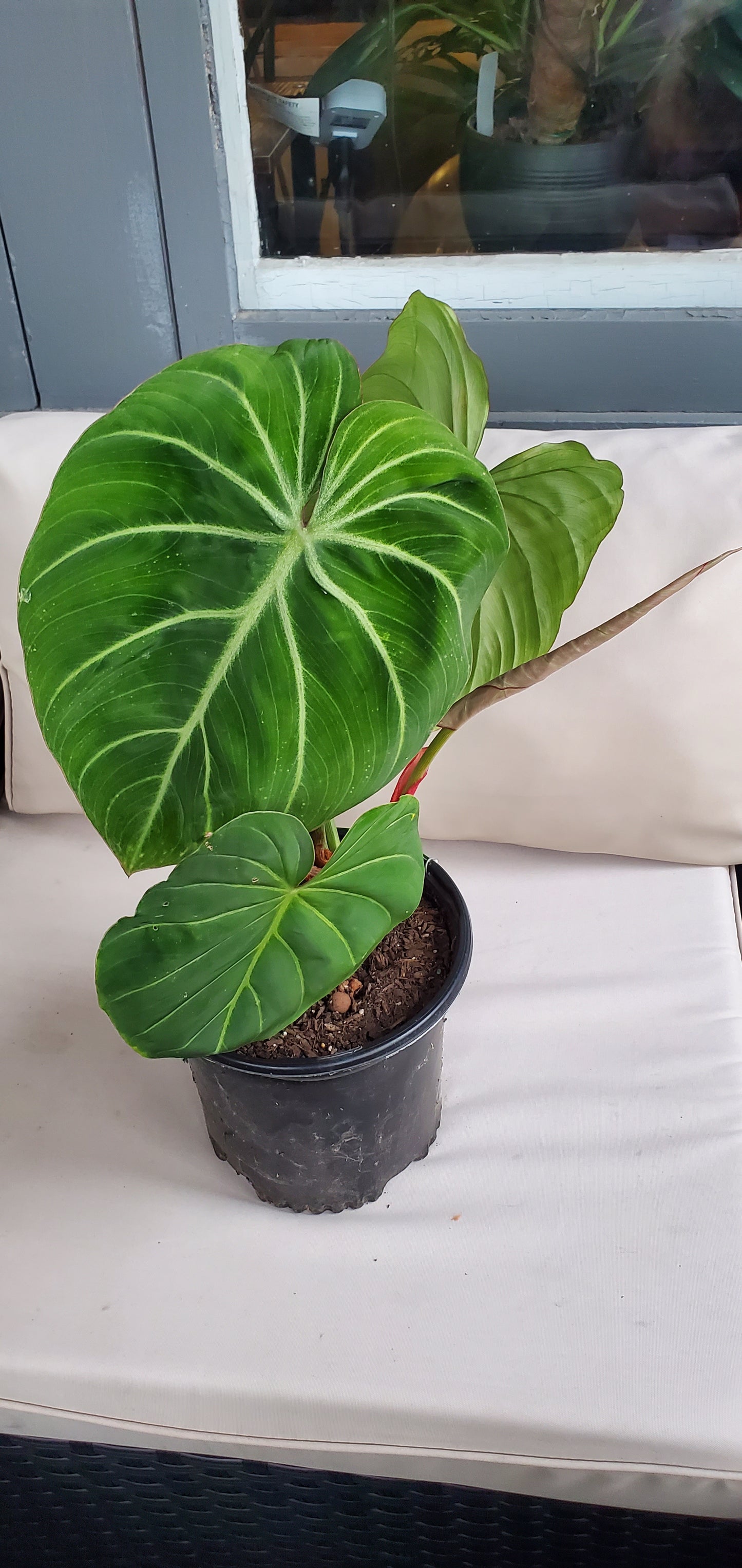 Philodendron Gloriosum