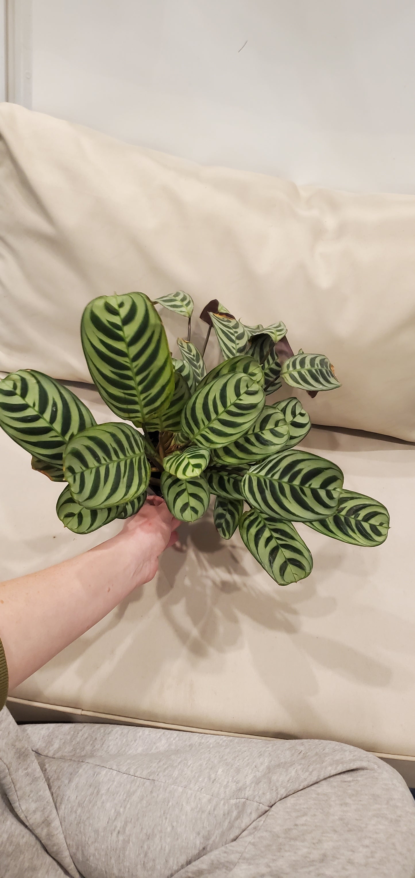 Calathea Burle Marx aka Prayer Plant