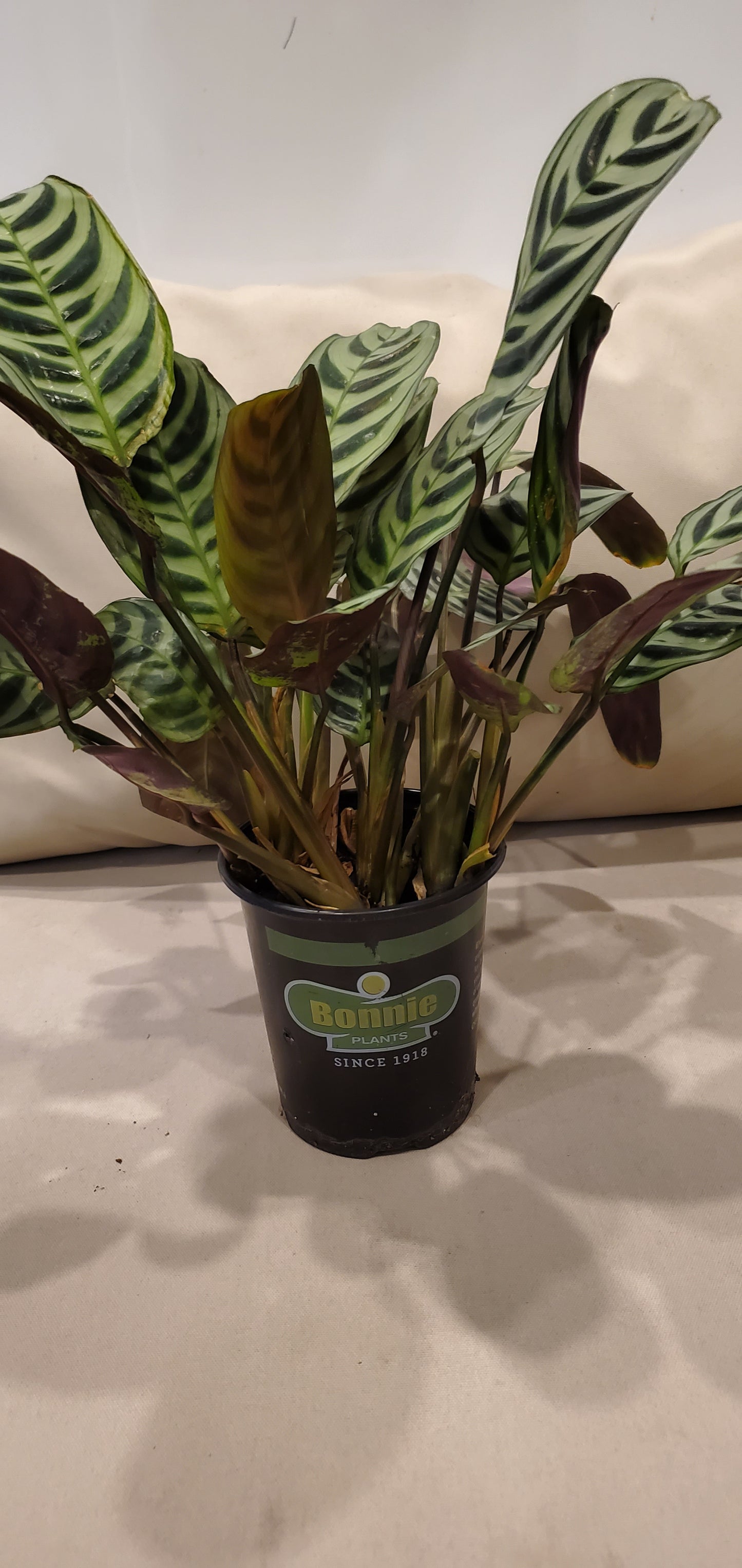 Calathea Burle Marx aka Prayer Plant