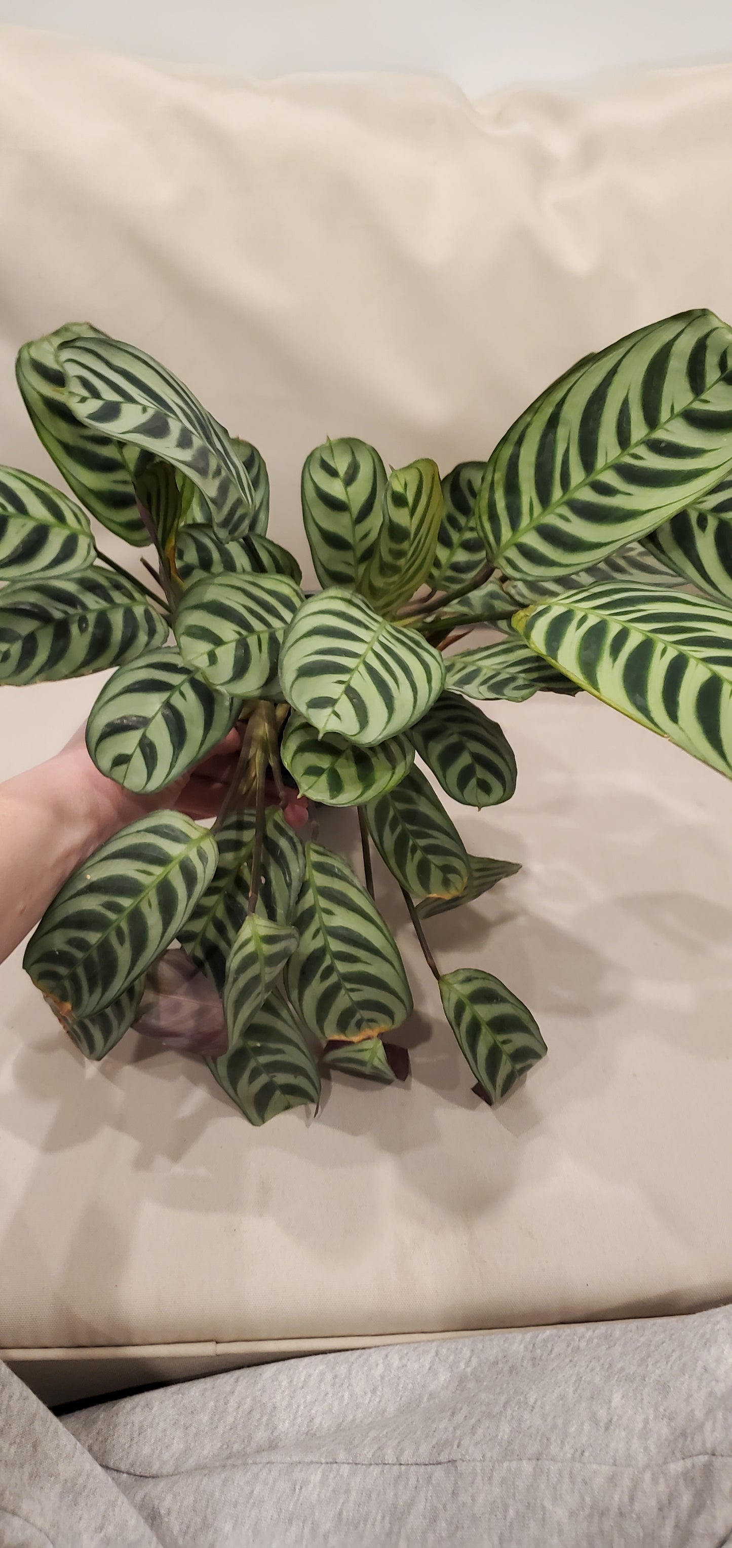 Calathea Burle Marx aka Prayer Plant