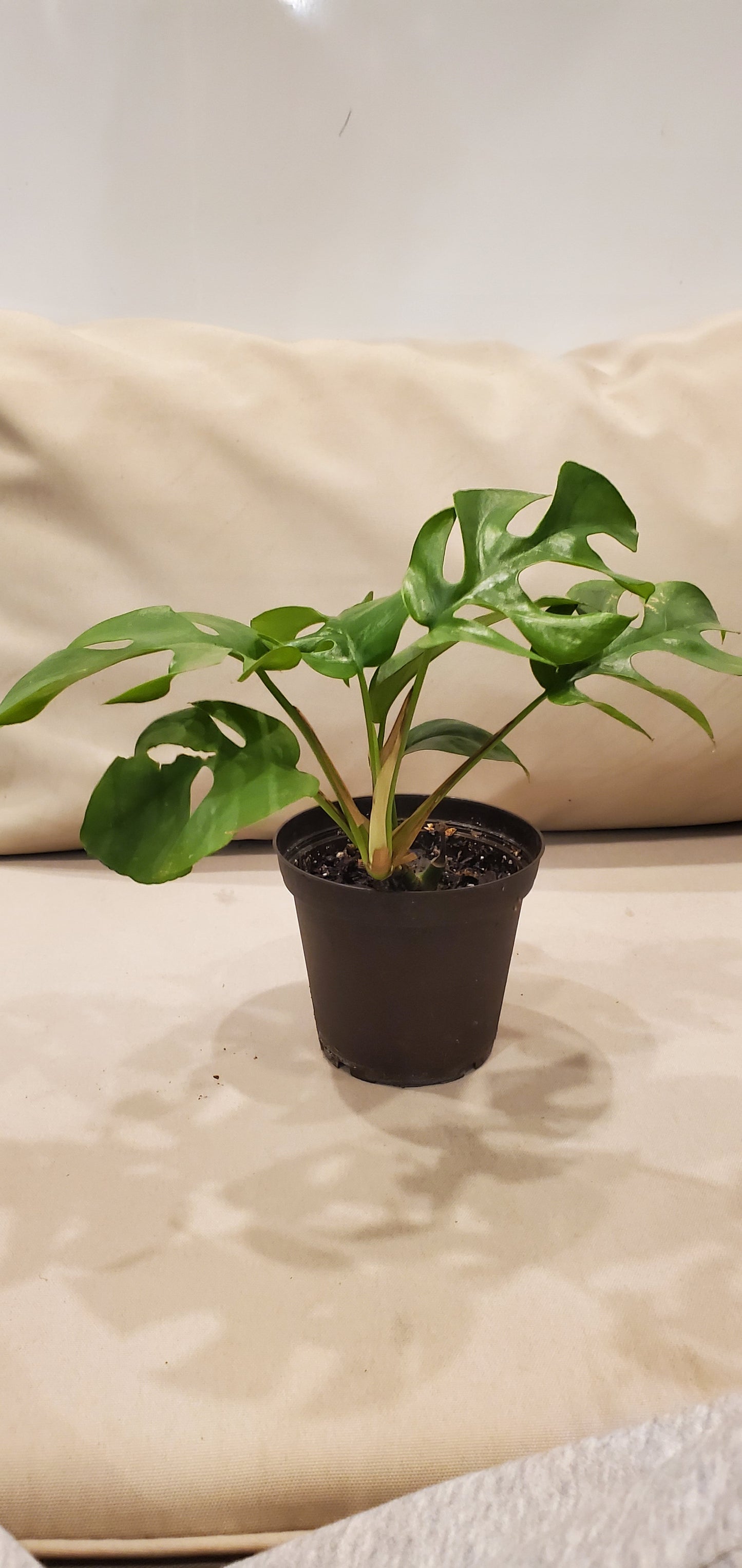 Raphidophora Tetrasperma aka Mini Monstera