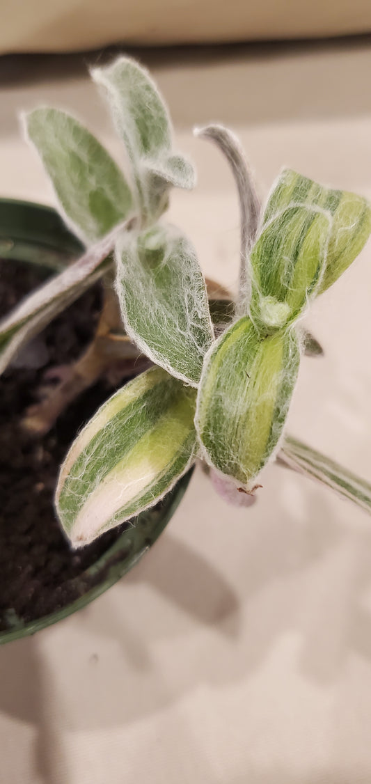 Tradescantia Sillamontana 'White Velvet' Variegated