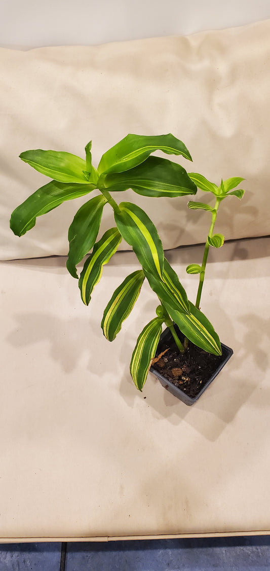 Callisia Soconuscensis Variegated 'Dragon Tail'