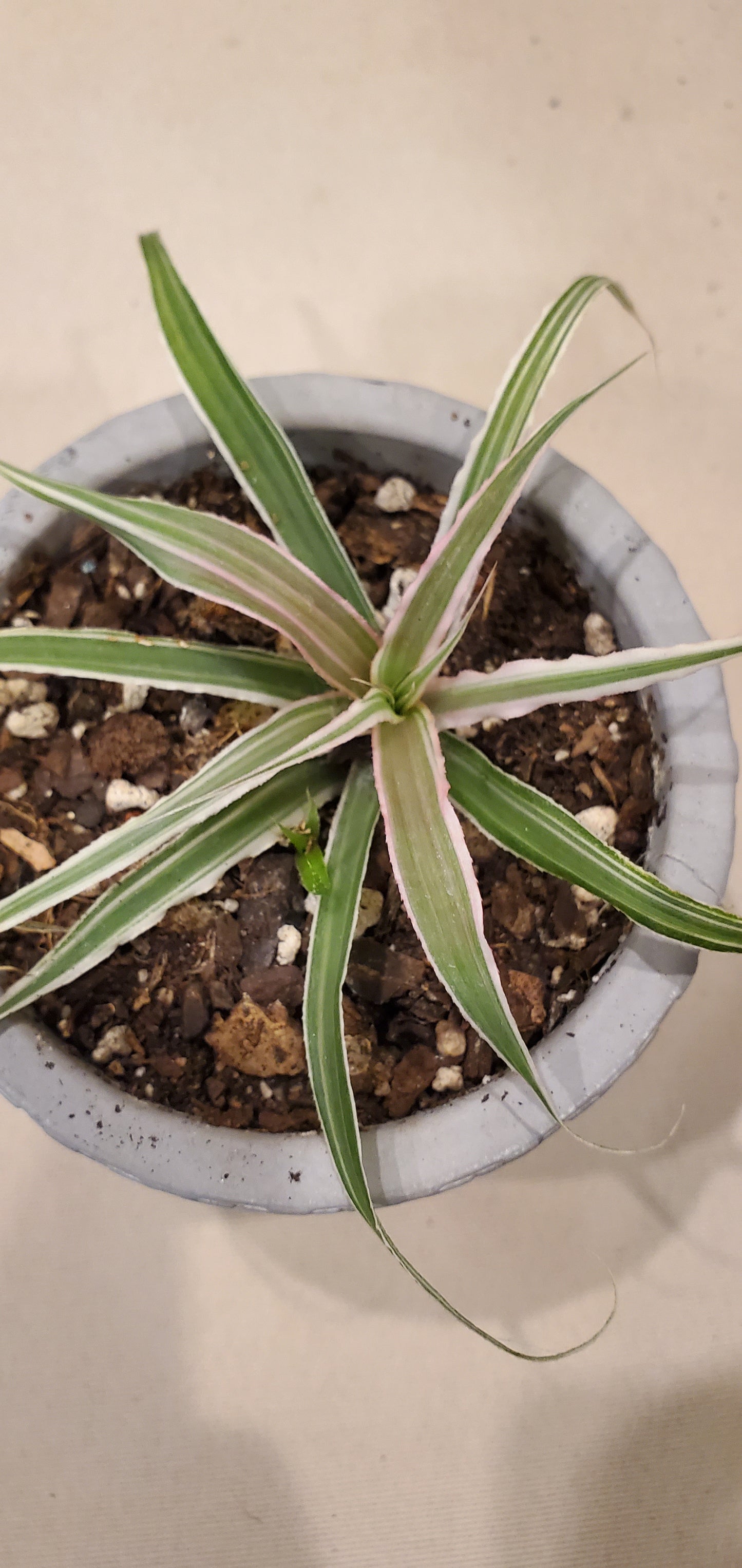 Tricolor Cryptanthus aka Earth Star