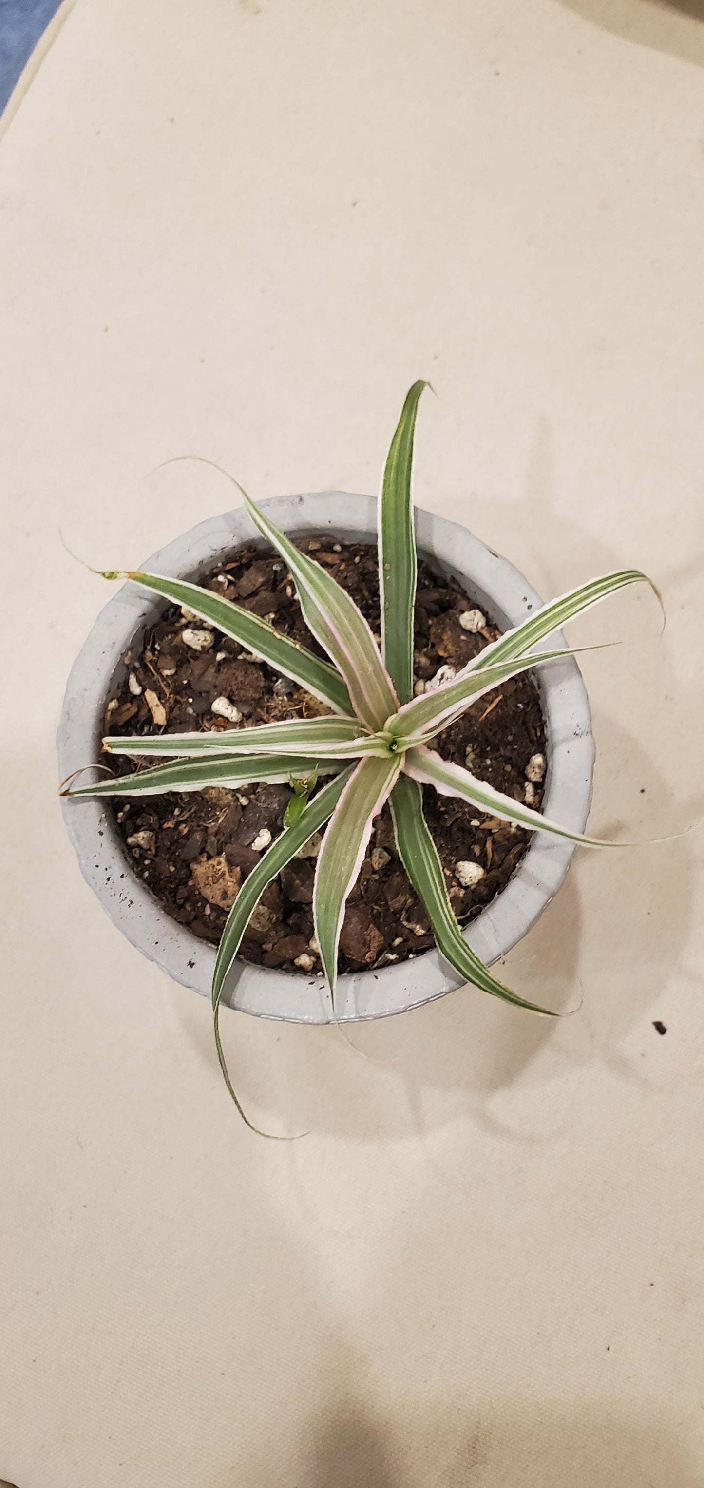 Tricolor Cryptanthus aka Earth Star