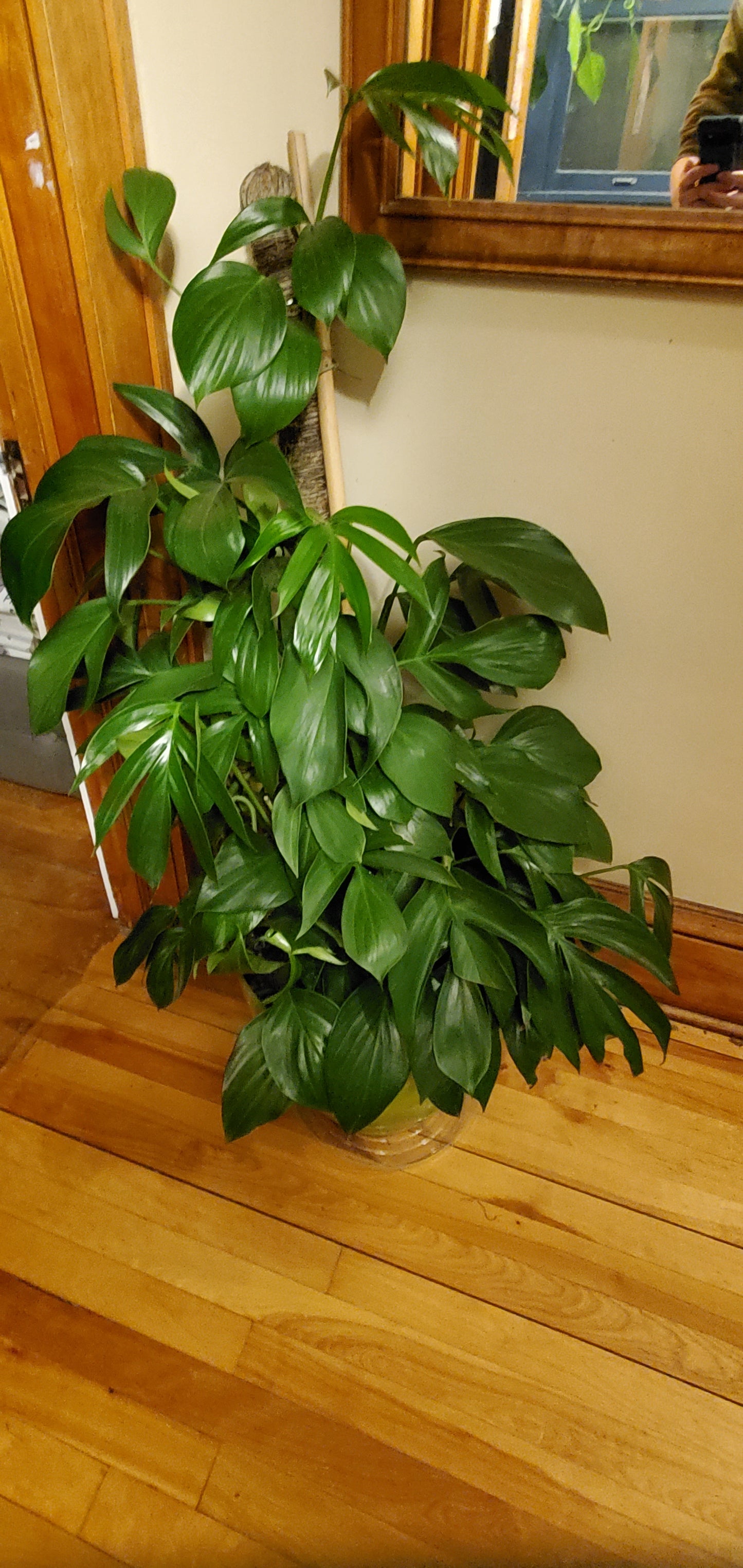 Raphidophora Decursiva aka Dragon Tail Monstera