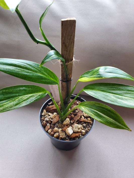 Variegated Epipremnum Amplissimum