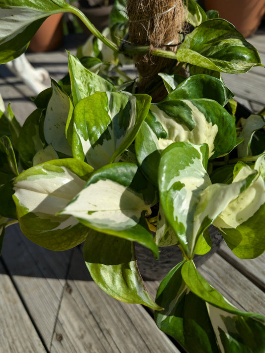 Pothos Manjula