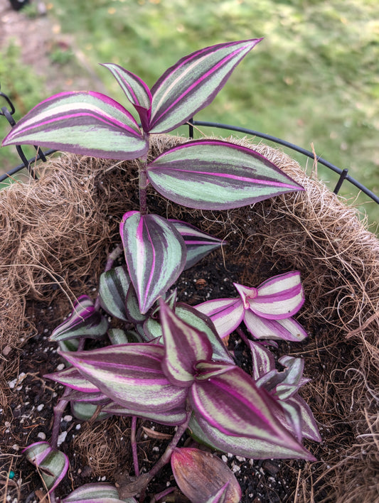 Tradescantia Quadricolor