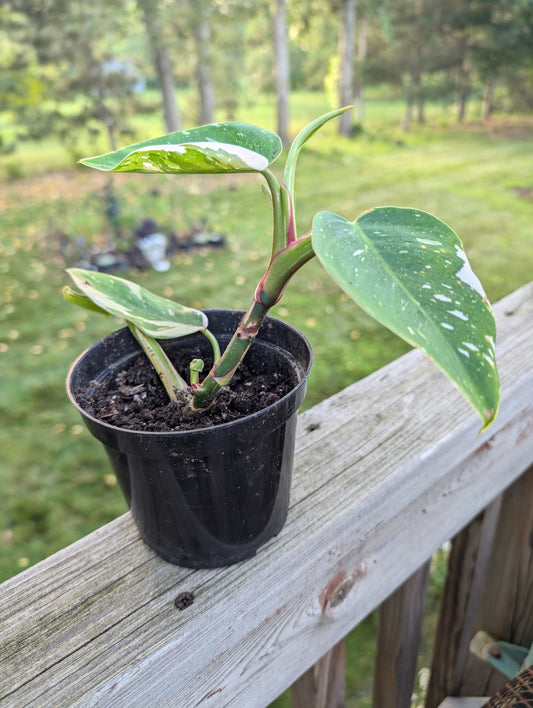 Philodendron White Princess