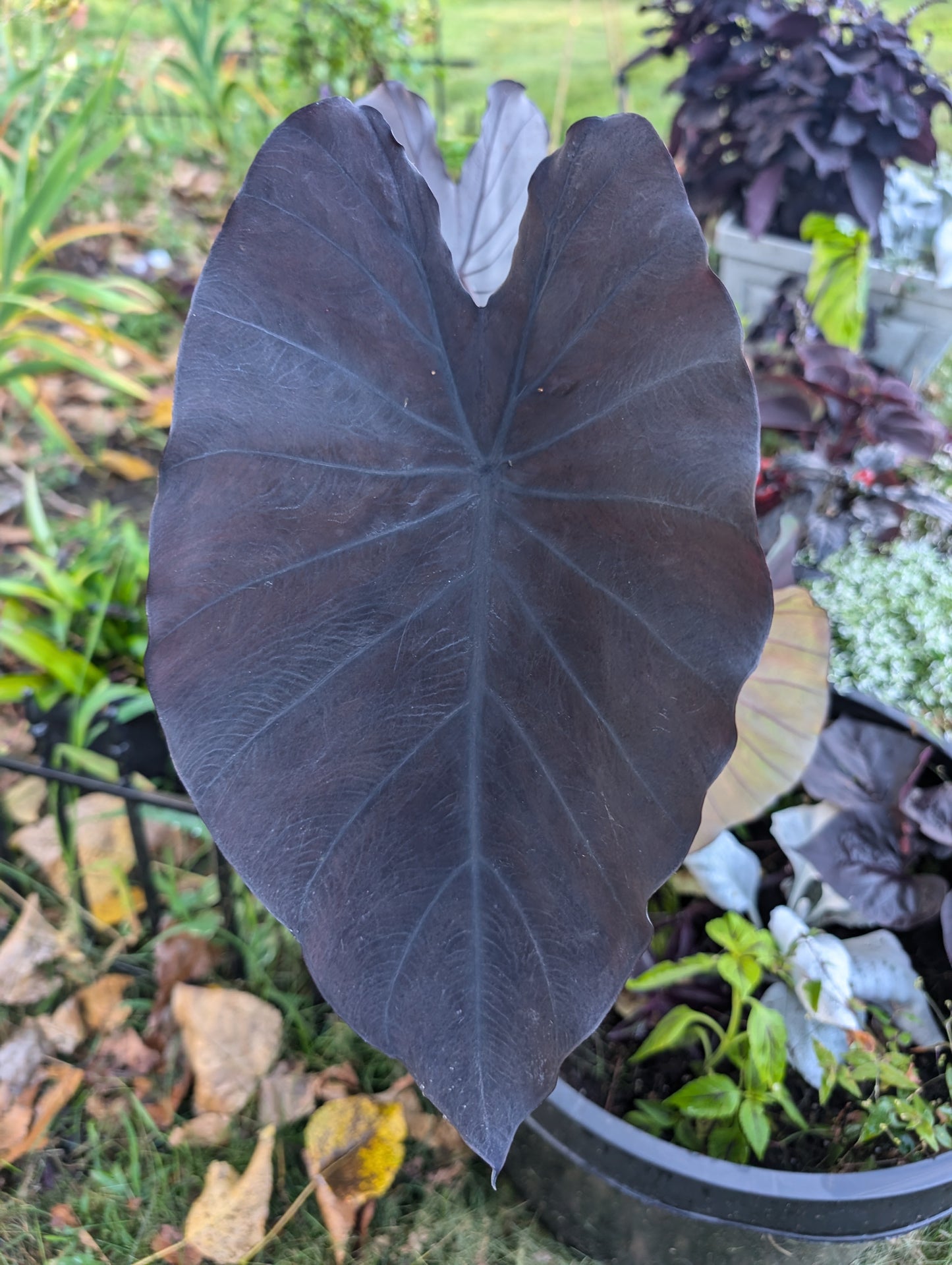 Colocasia Black Magic