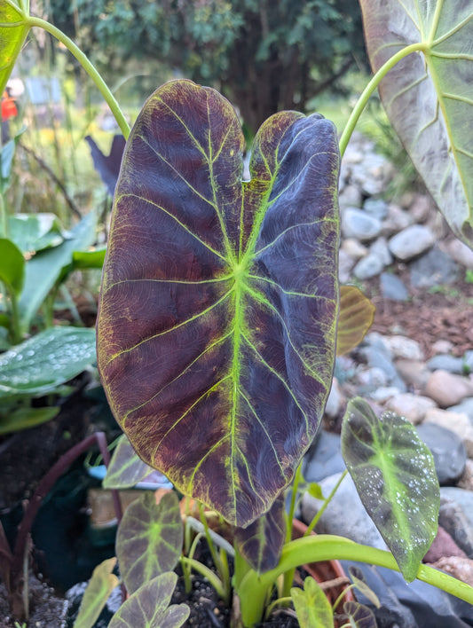 Colocasia Illustrius