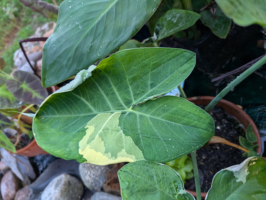 Xanthosoma Albo Variegata "Mickey Mouse"