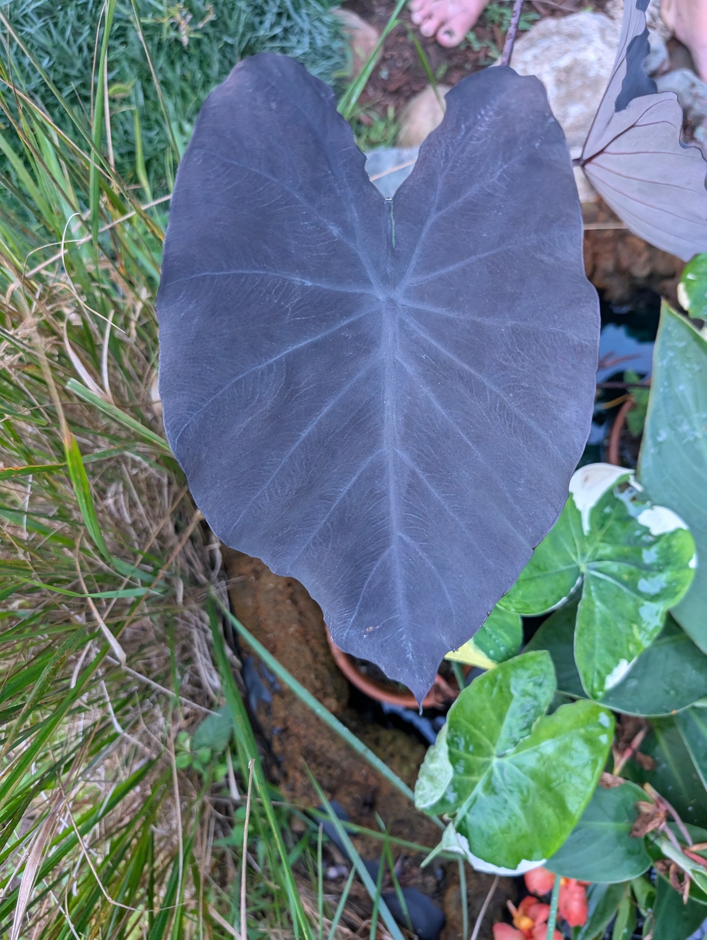 Colocasia Black Magic