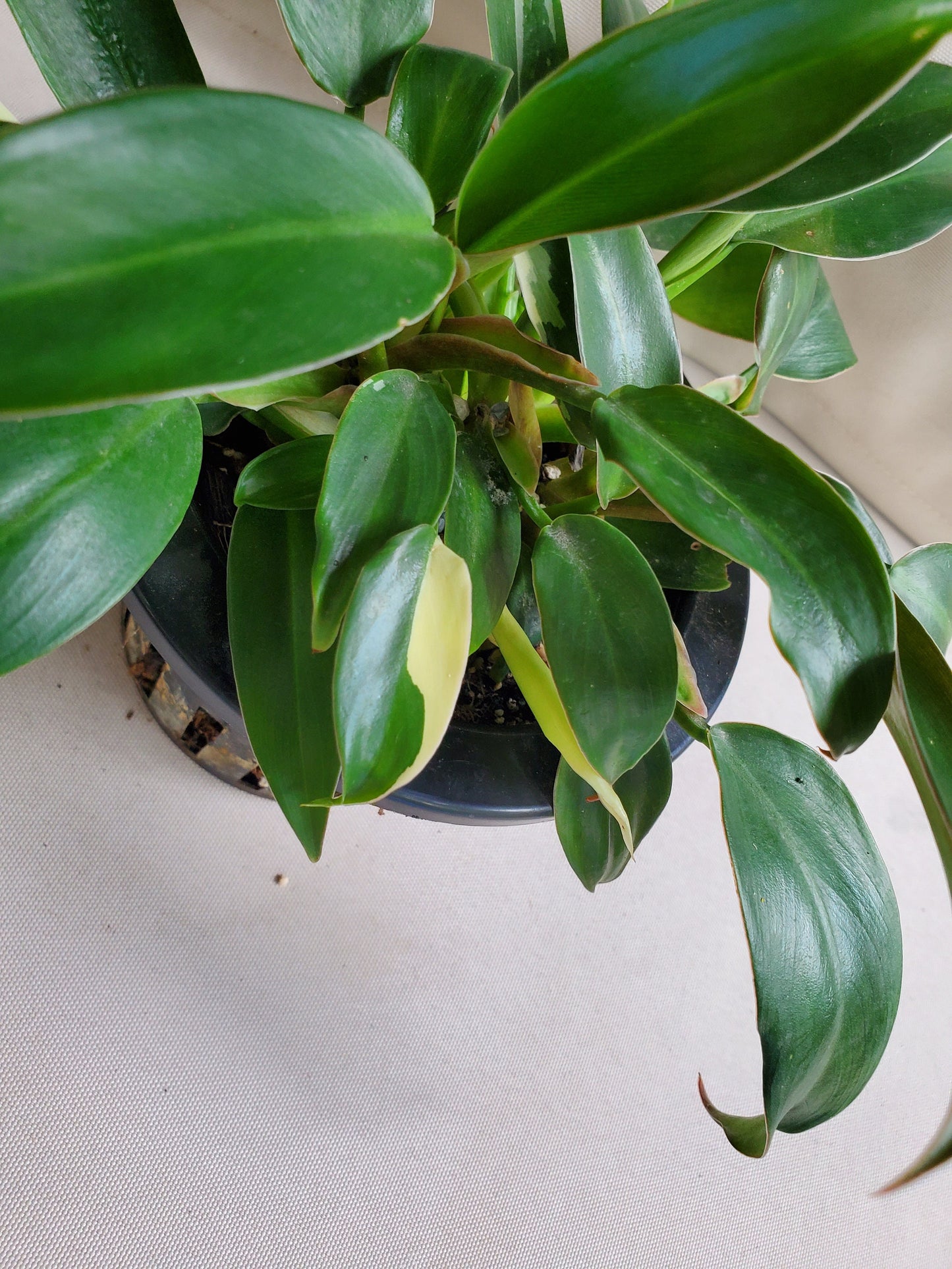 Philodendron Variegated Wend Imbe