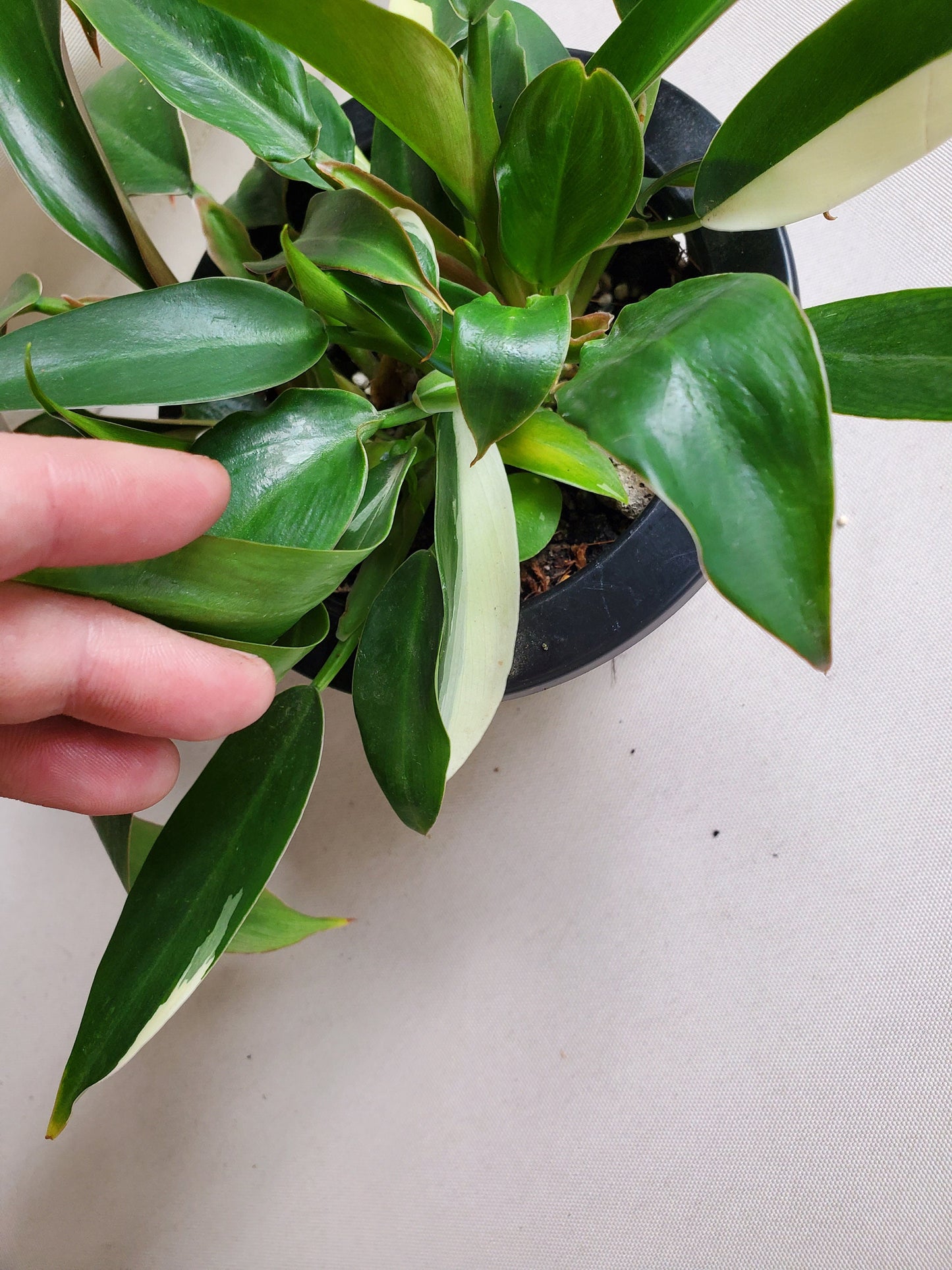 Philodendron Variegated Wend Imbe