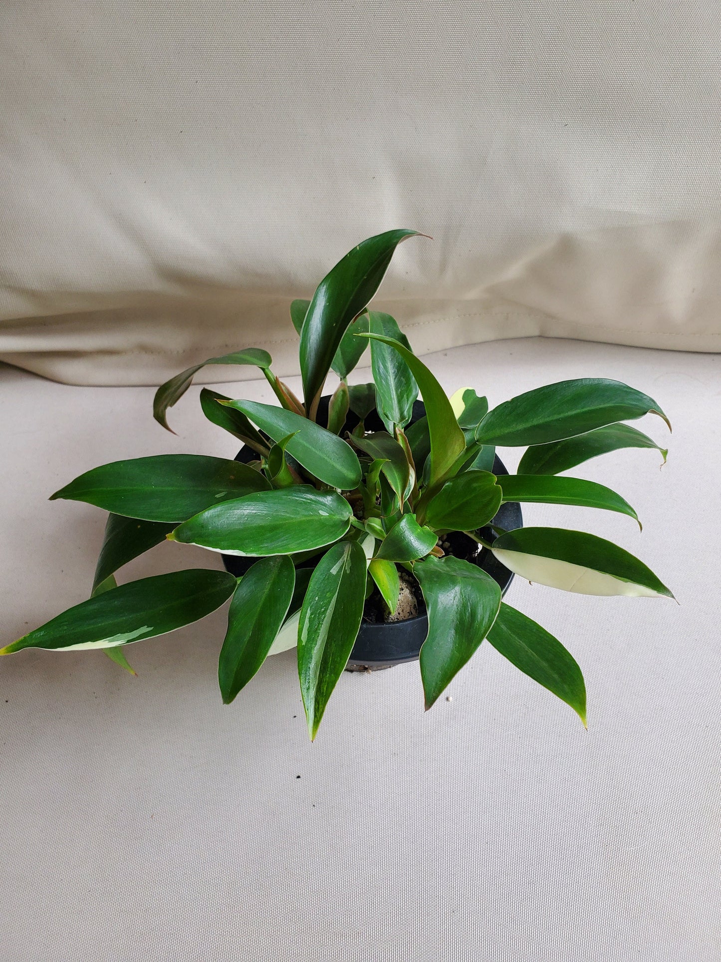 Philodendron Variegated Wend Imbe