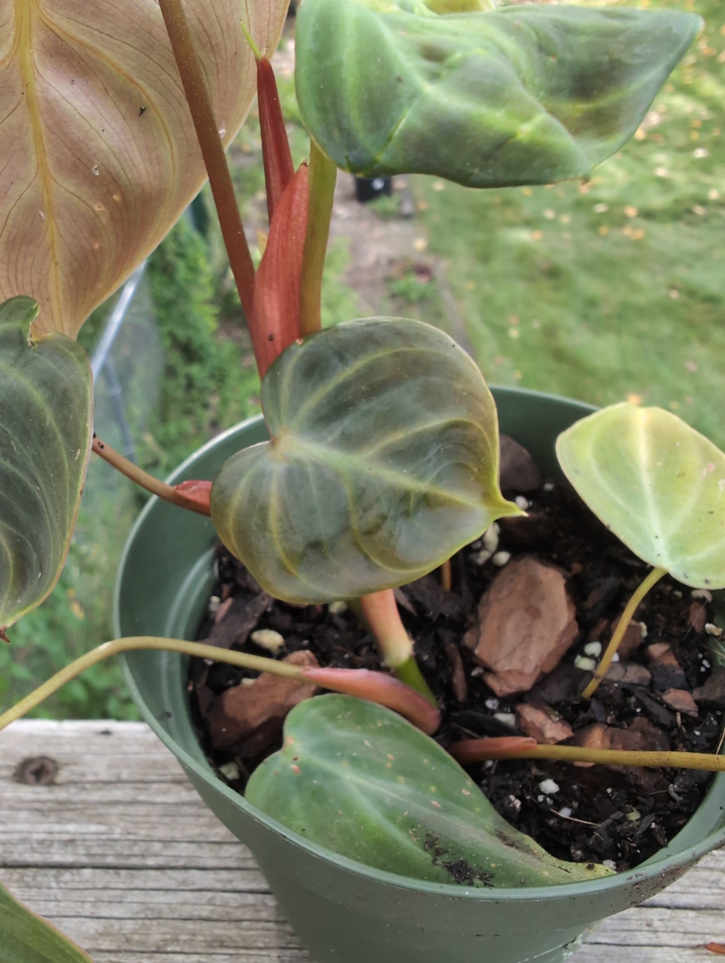 Philodendron El Choco