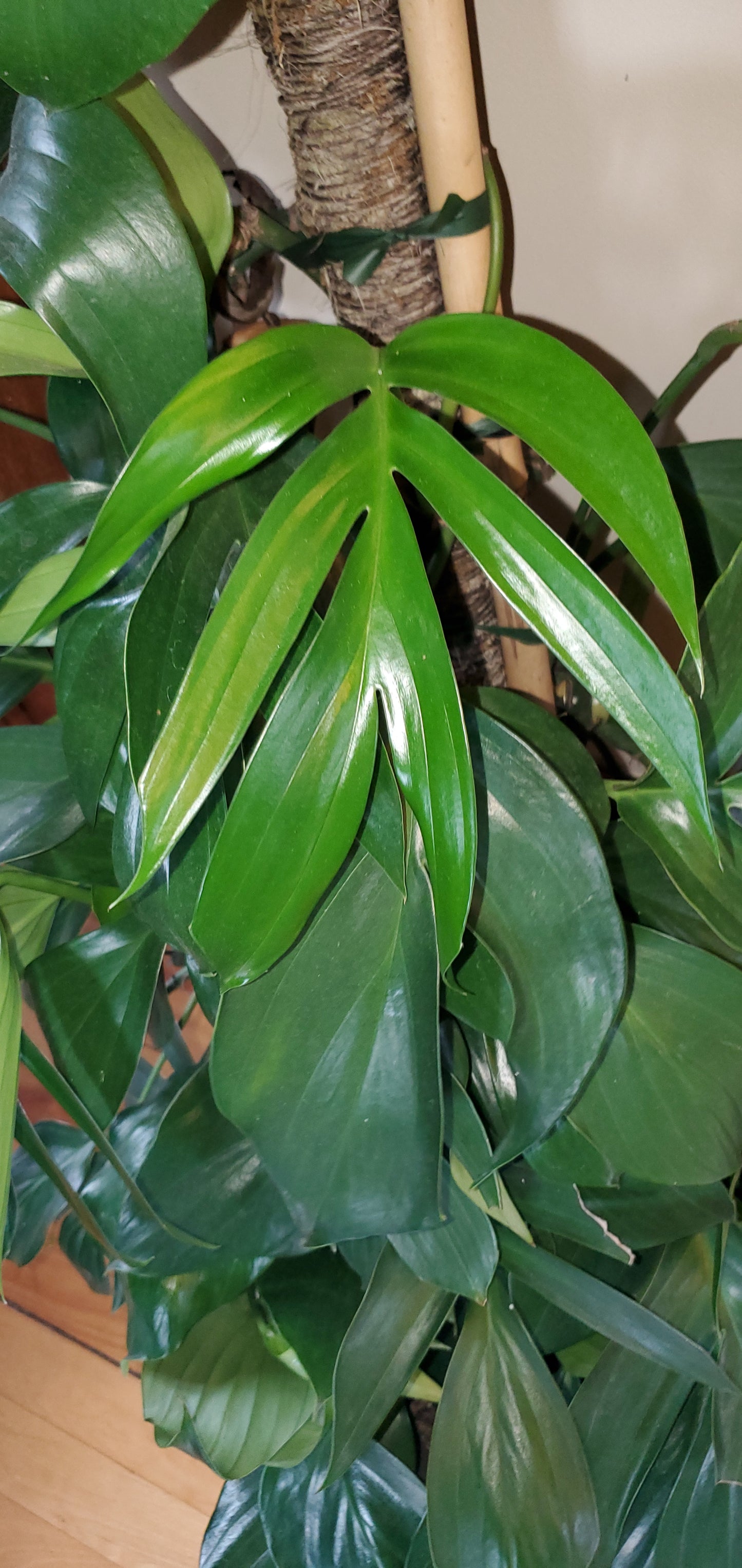 Raphidophora Decursiva aka Dragon Tail Monstera